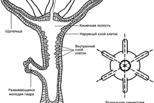 Kraken cc ссылка